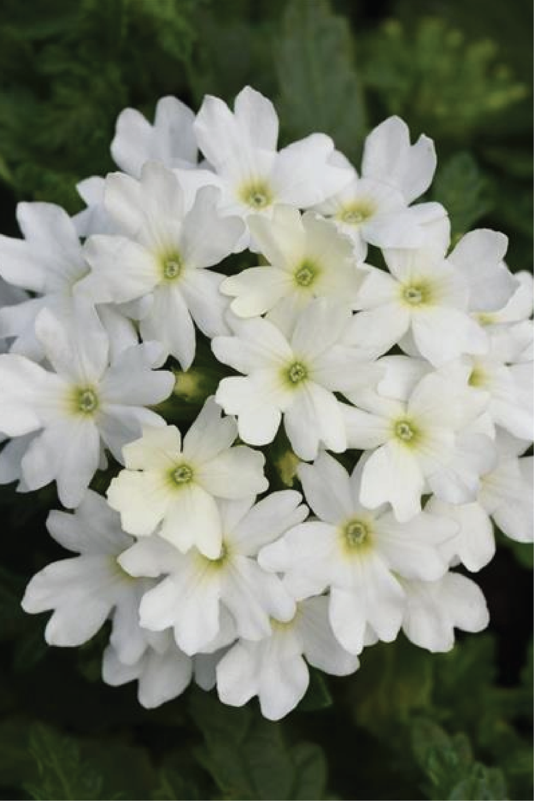 VERBENA FIREHOUSE WHITE FLOWER SEEDLING <br> شتلات زهور الفربينا فايرهاوس وايت