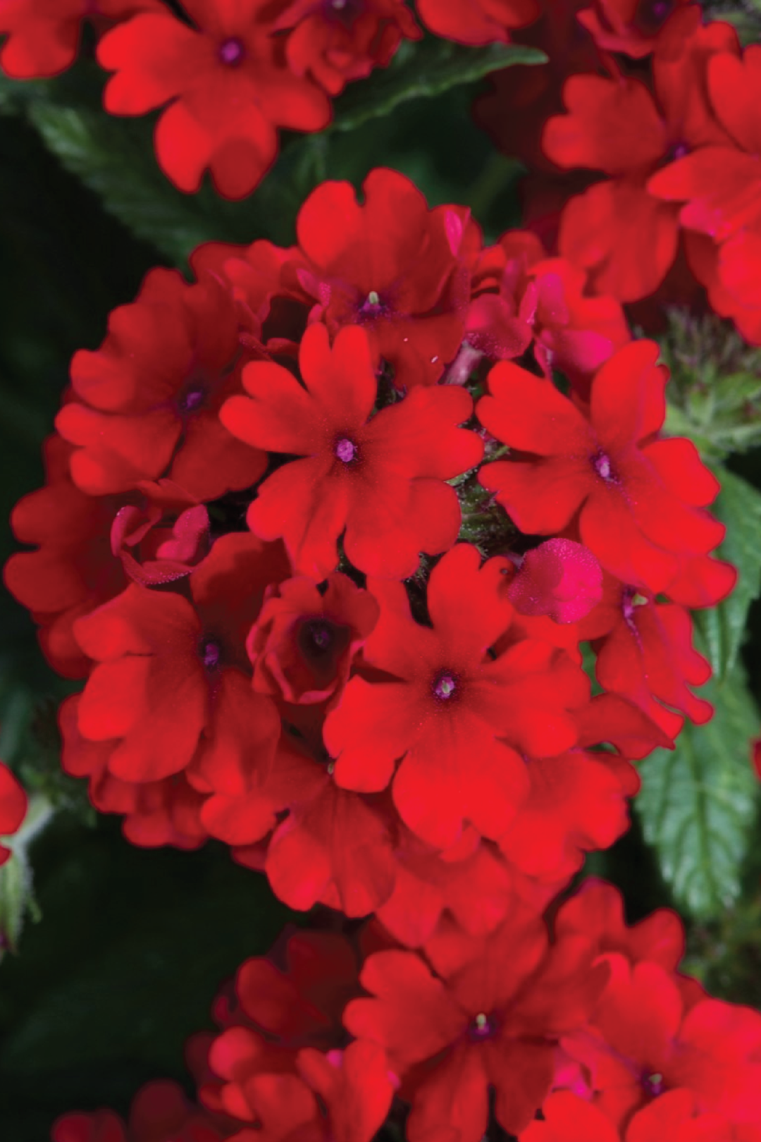 VERBENA EARLY DEEP RED FLOWER SEEDLING <br> شتلات زهور الفيربينا ايرلي ديب رد