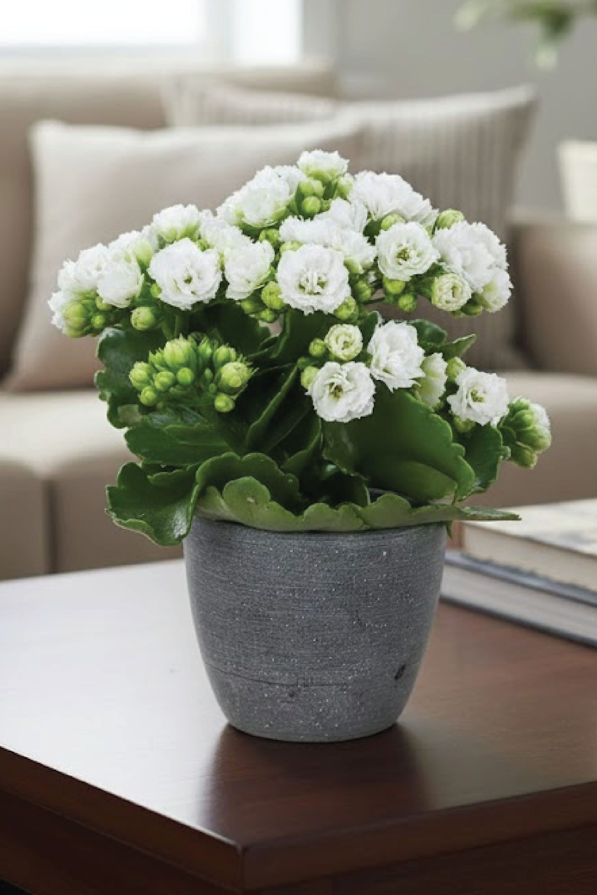 KALANCHOE WHITE FLOWER PLANT – Plantology Lab Trading