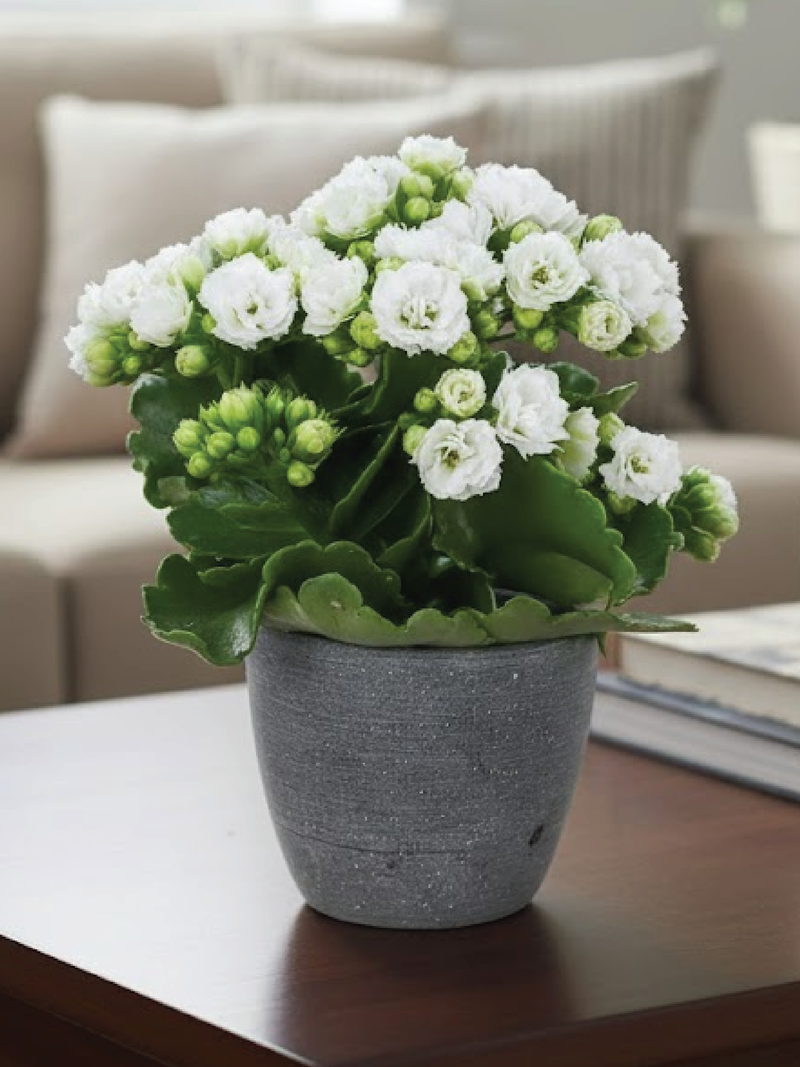 KALANCHOE WHITE FLOWER PLANT