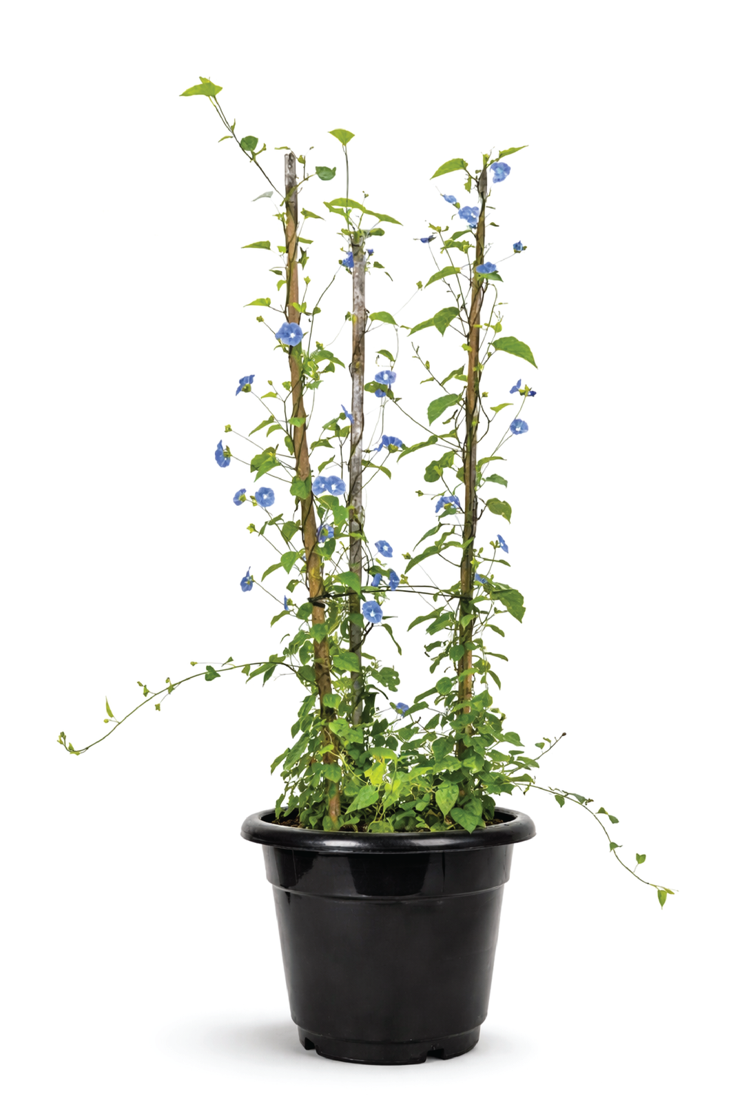 MORNING GLORY TREE