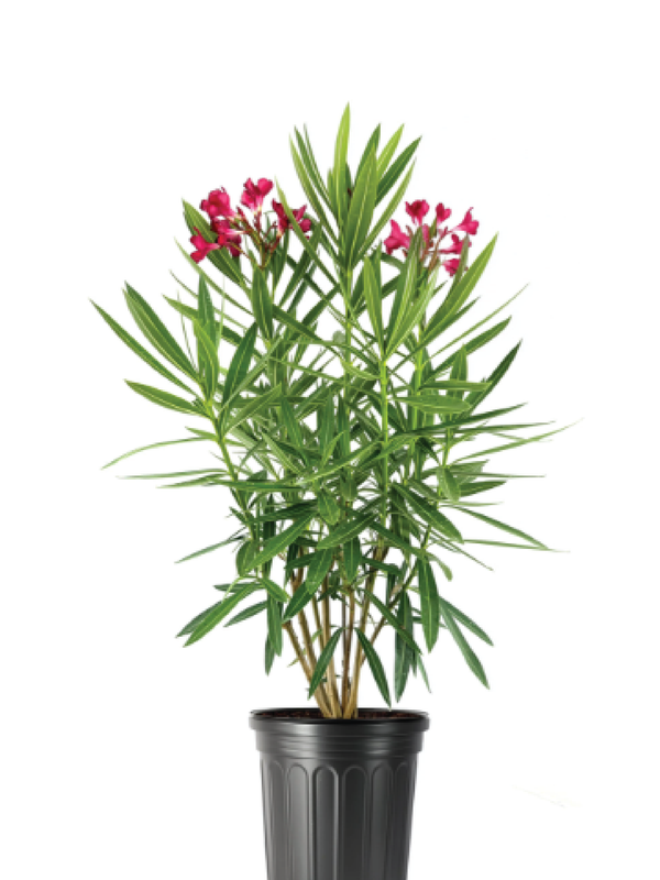 NERIUM OLEANDER PLANT