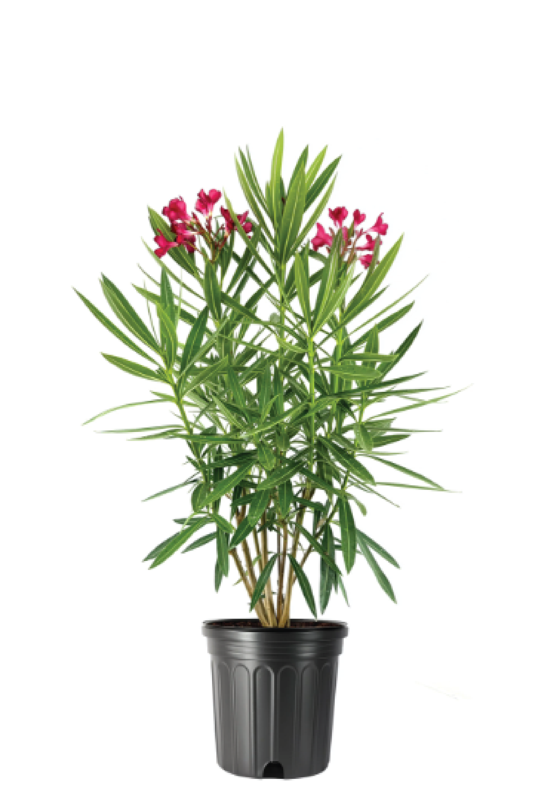 NERIUM OLEANDER PLANT