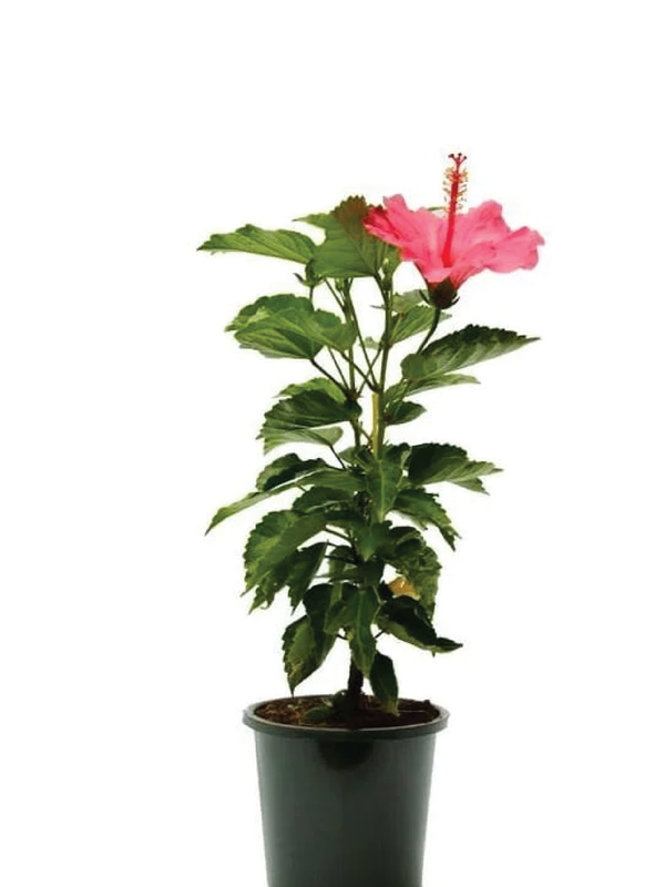 HIBISCUS MIX PLANT