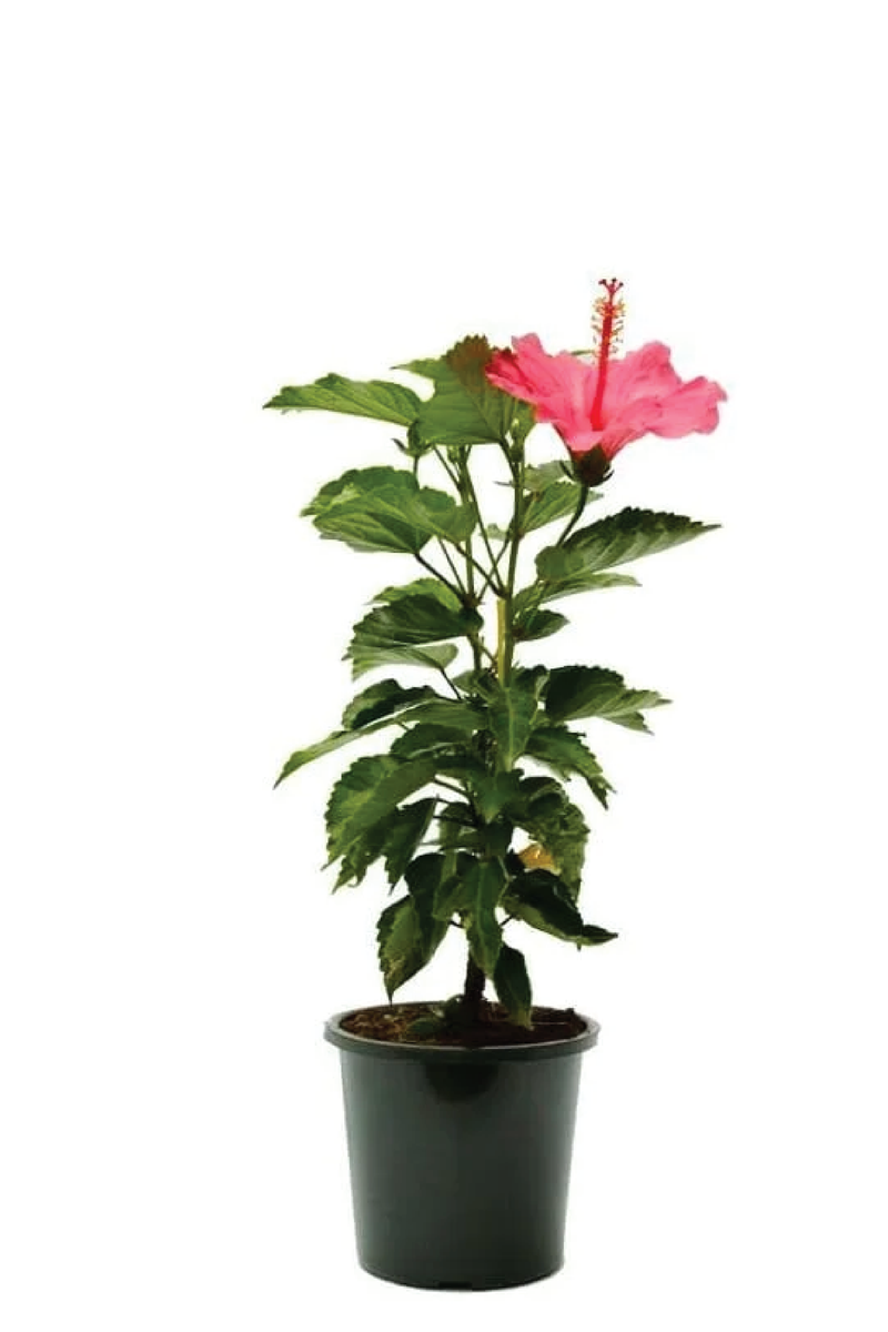 HIBISCUS MIX PLANT