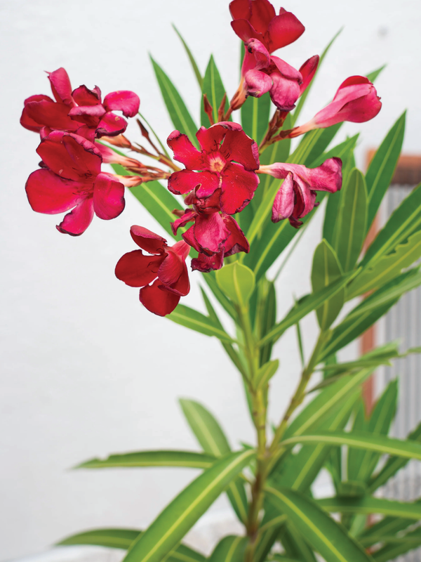 NERIUM OLEANDER PLANT