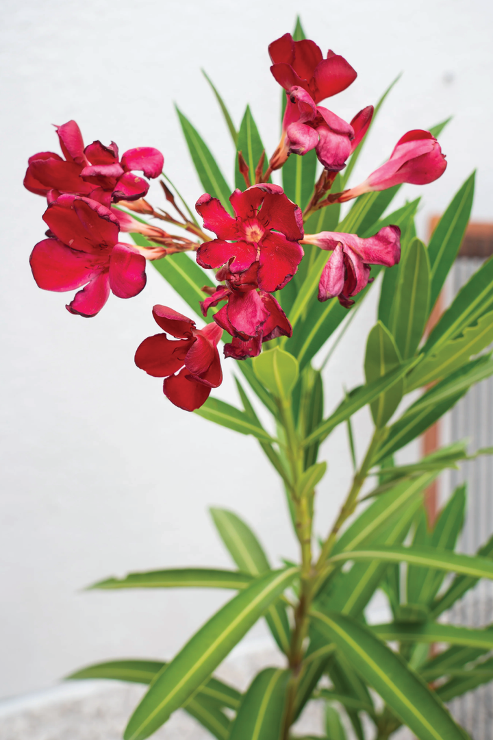 NERIUM OLEANDER PLANT