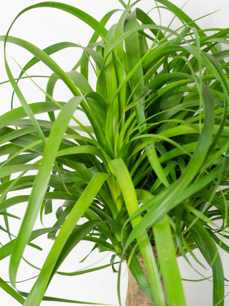 PONYTAIL PALM PLANT