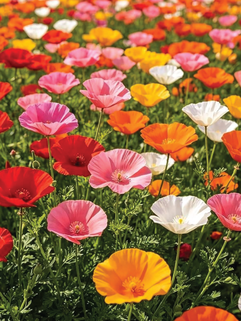 POPPY MIX SEEDS <br>بذور زهور شقائق النعمان