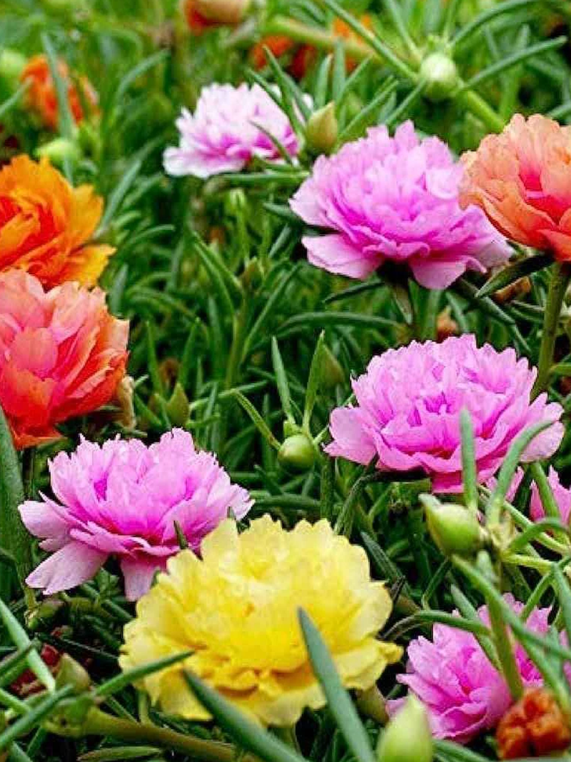 PORTULACA MIX SEEDS