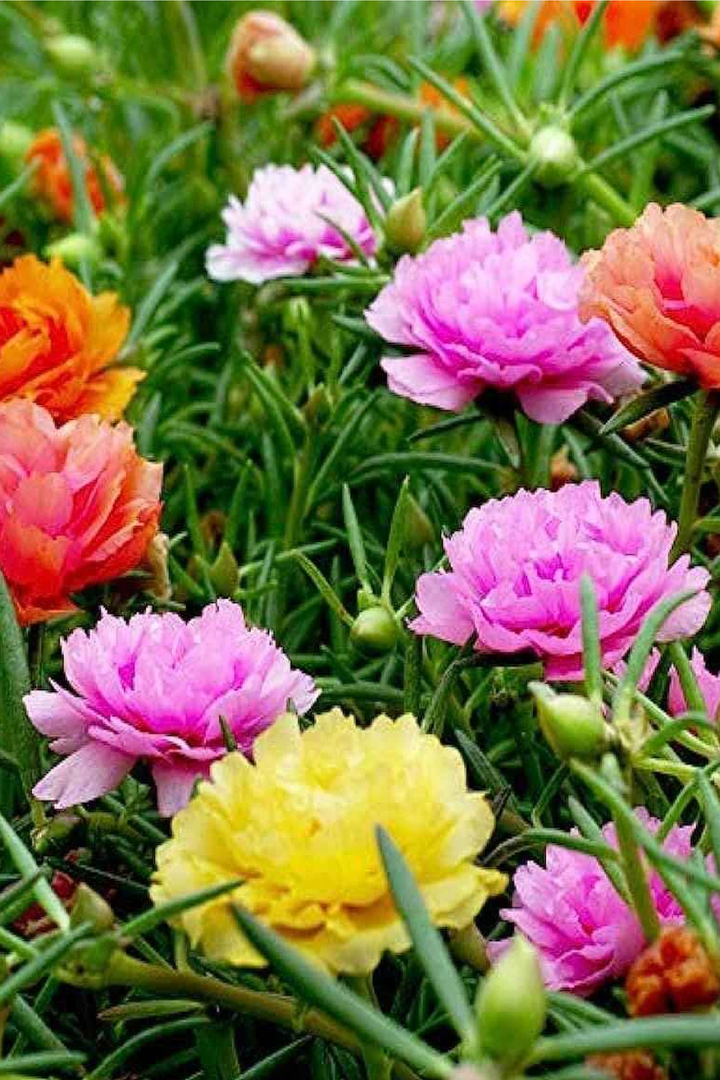 PORTULACA MIX SEEDS