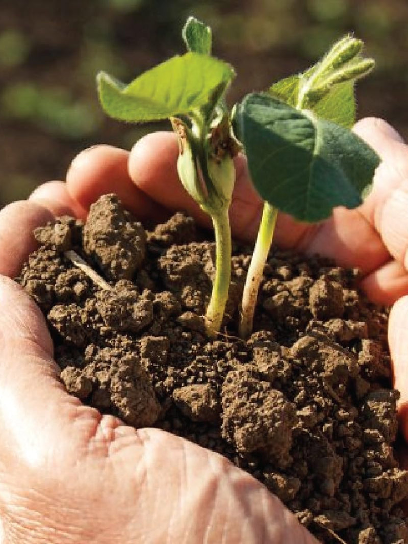 ORGANIC POTASSIUM <br> بوتاسيوم عضوي