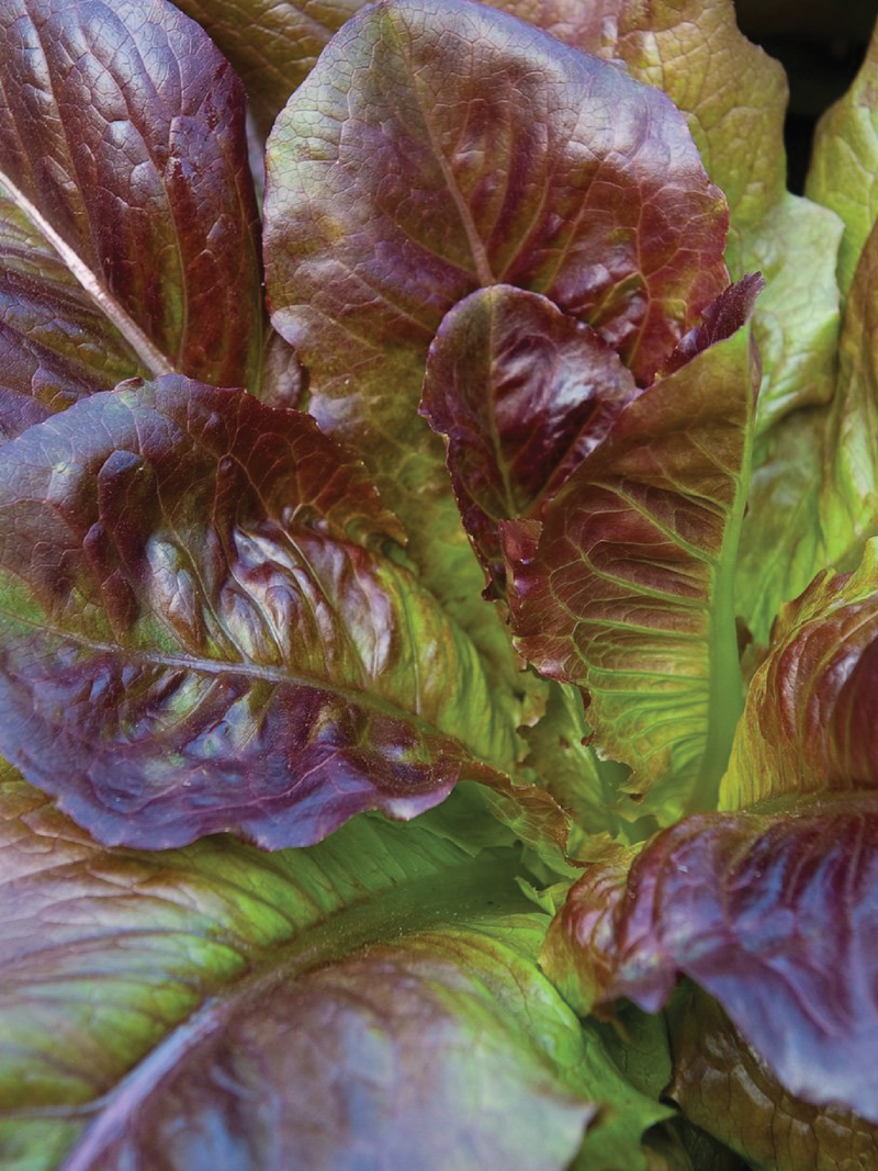 ORGANIC CIMMARON ROMAINE LETTUCE SEEDLING <br>شتلات الخس سيمارون رومين العضوية