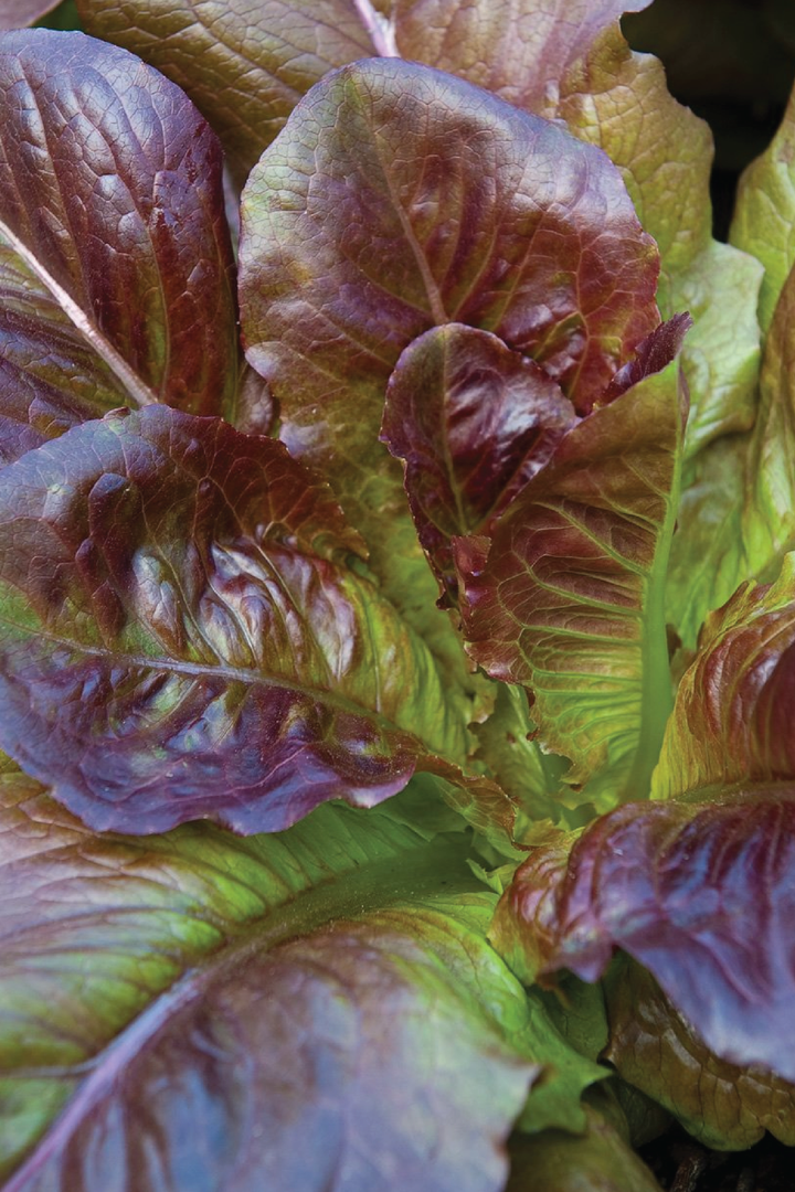 ORGANIC CIMMARON ROMAINE LETTUCE SEEDLING <br>شتلات الخس سيمارون رومين العضوية