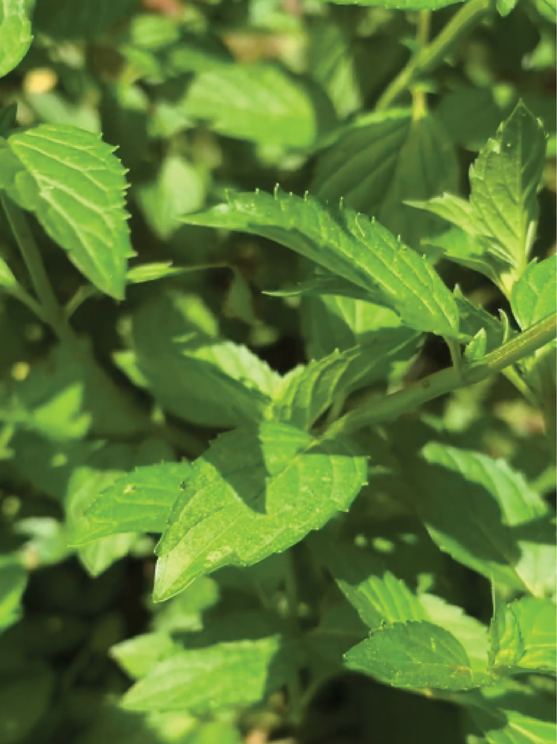 PEPPERMINT SEEDS <br> بذور النعناع بيبرمنت