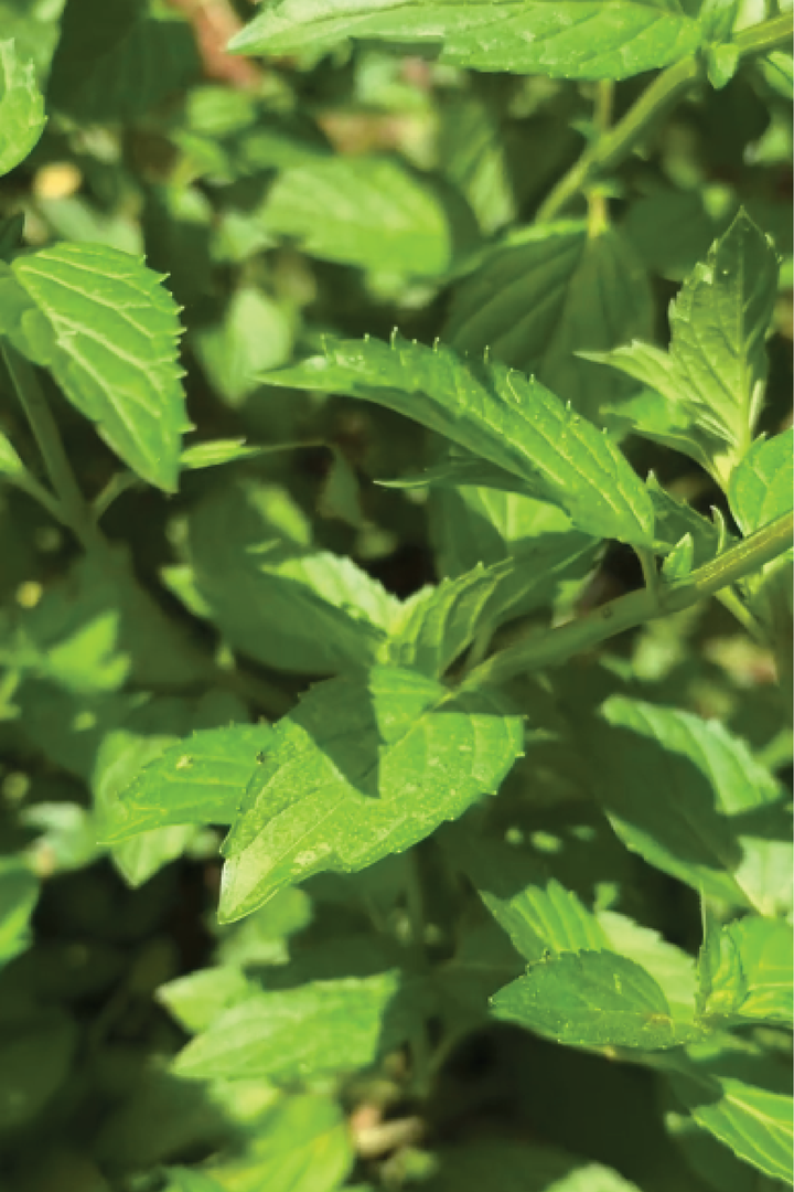 PEPPERMINT SEEDS <br> بذور النعناع