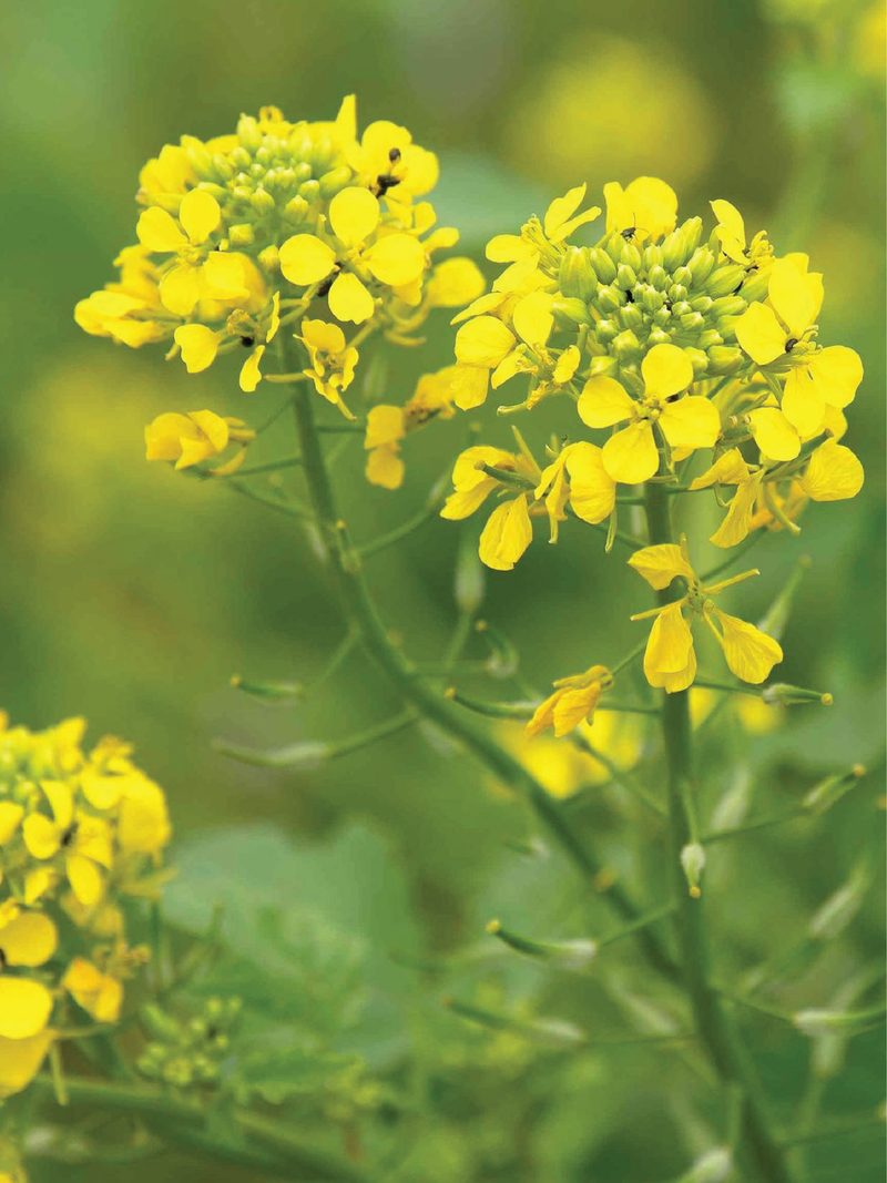 ORGANIC MUSTARD SEEDLING <br>شتلات الخردل العضوية