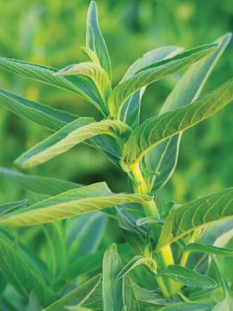 ORGANIC OCICUM BASIL SEEDLING <br>شتلات الحبق العضوية