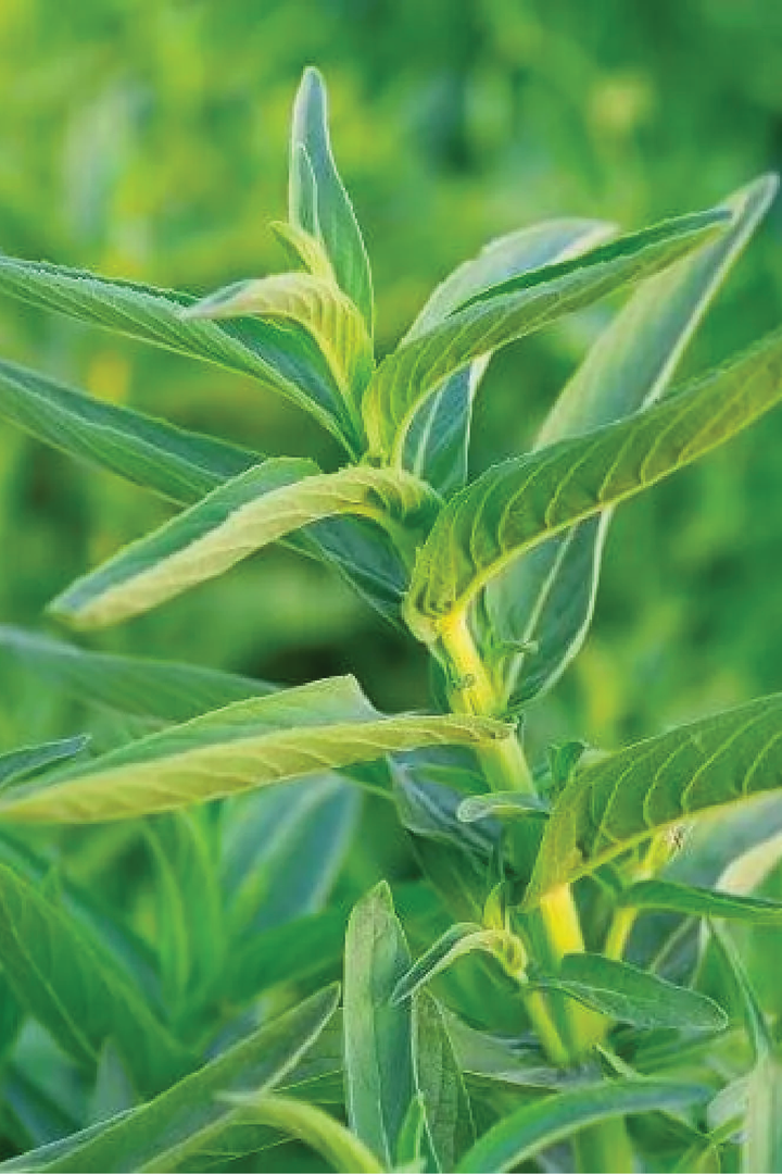 ORGANIC OCICUM BASIL SEEDLING <br>شتلات الحبق العضوية