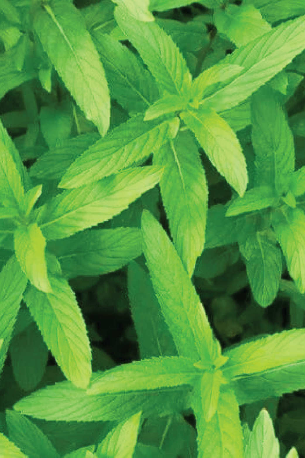 ORGANIC OCICUM BASIL SEEDLING <br>شتلات الحبق العضوية