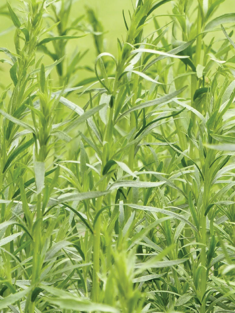 ORGANIC TARRAGON SEEDLING <br> شتلات الطرخون العضوية