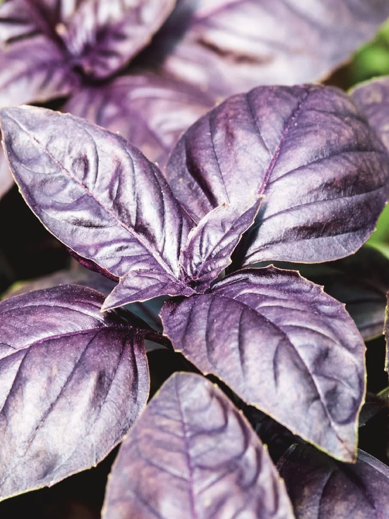 DARK OPAL BASIL SEED <br> بذور الريحان دارك أوبال
