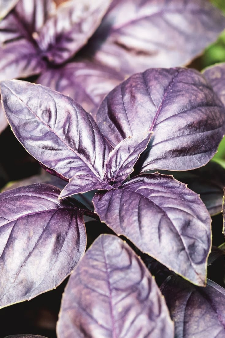 DARK OPAL BASIL SEED <br> بذور الريحان دارك أوبال
