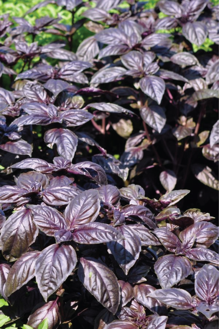 DARK OPAL BASIL SEED <br> بذور الريحان دارك أوبال
