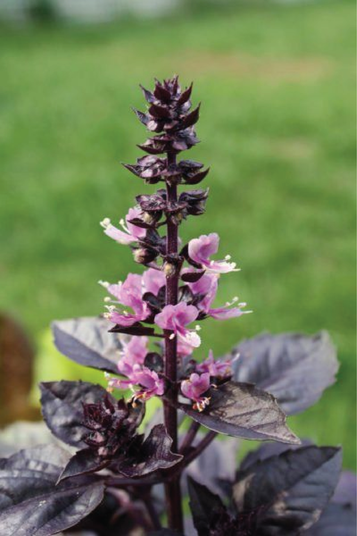 DARK OPAL BASIL SEED <br> بذور الريحان دارك أوبال
