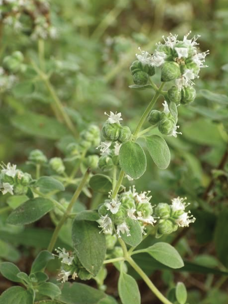 ORGANIC SWEET MARJORAM SEEDLING <br>شتلات المردقوش العضوية