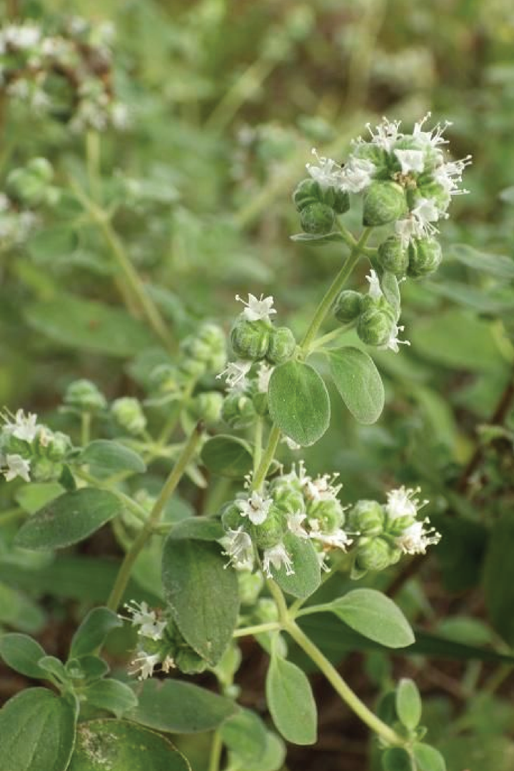 ORGANIC SWEET MARJORAM SEEDLING <br>شتلات المردقوش العضوية