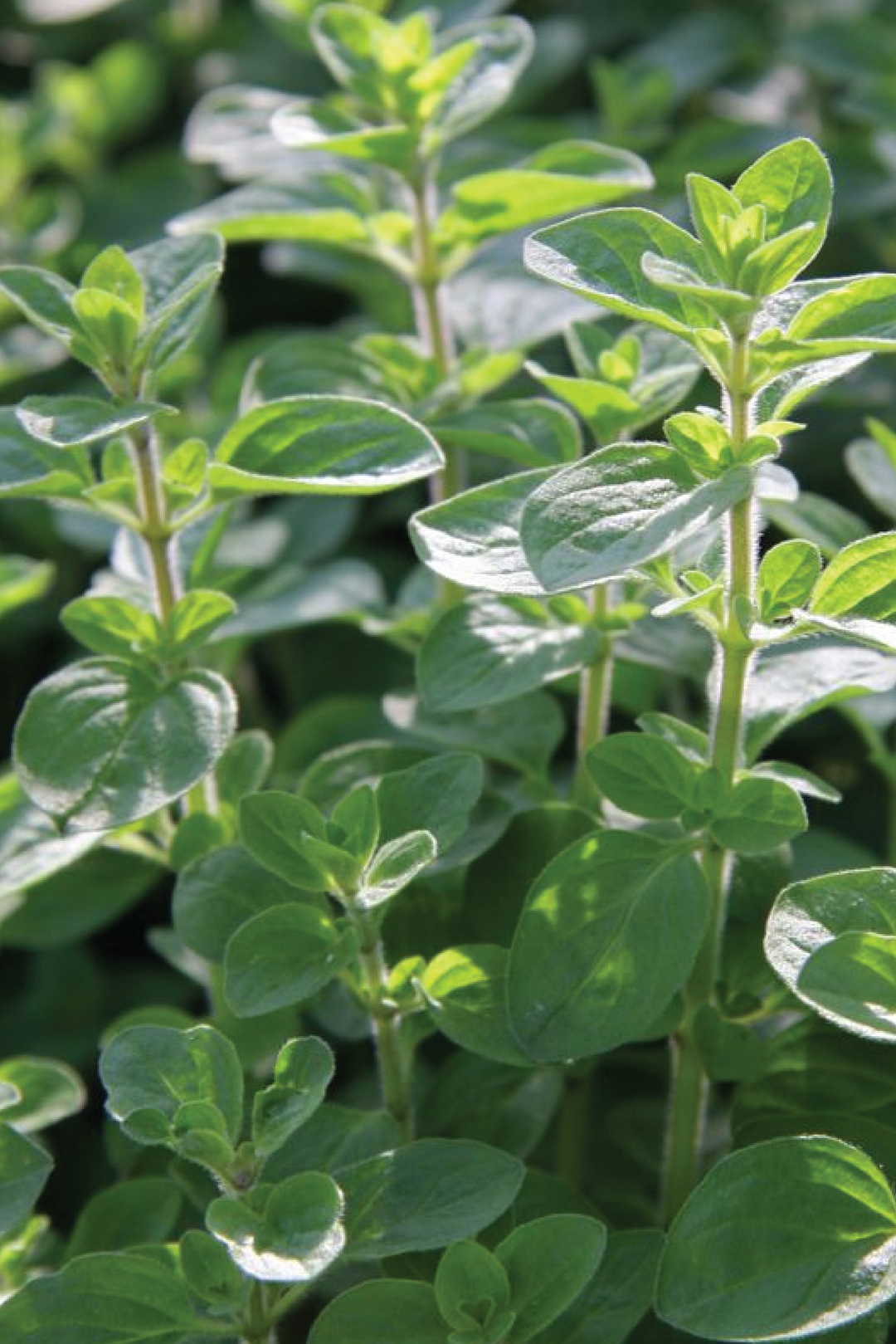 ORGANIC SWEET MARJORAM SEEDLING <br>شتلات المردقوش العضوية