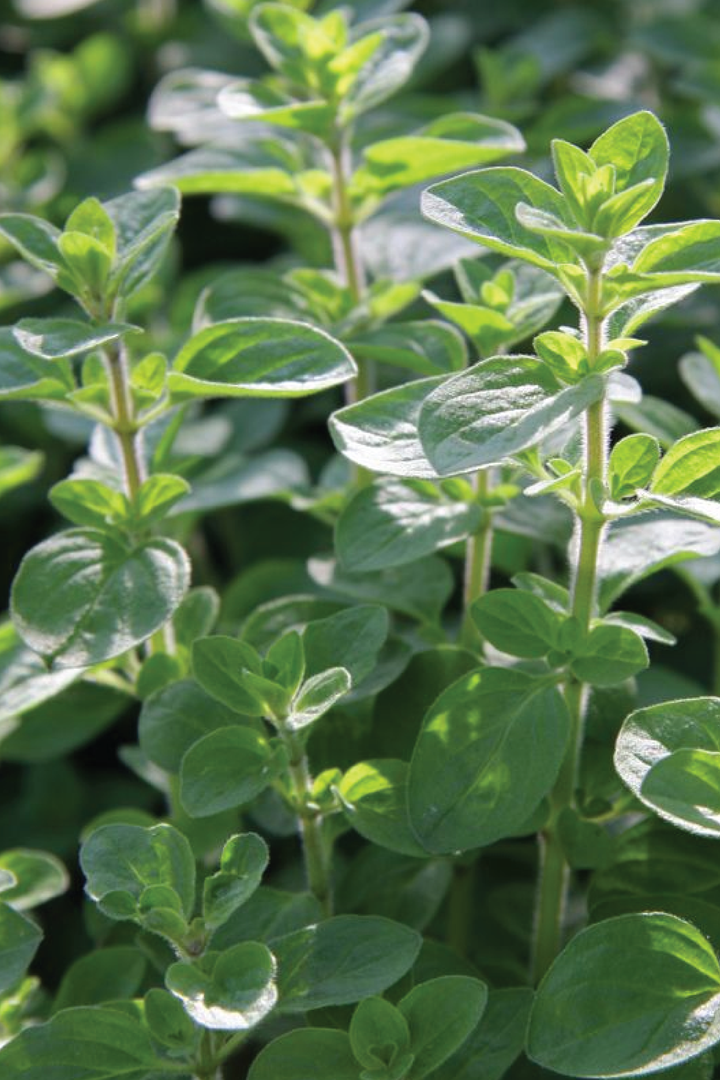 ORGANIC SWEET MARJORAM SEEDLING <br>شتلات المردقوش العضوية