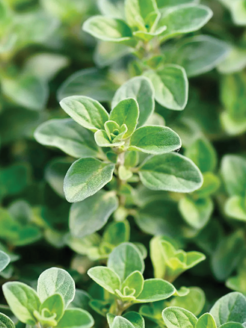 ORGANIC SWEET MARJORAM SEEDLING <br>شتلات المردقوش العضوية