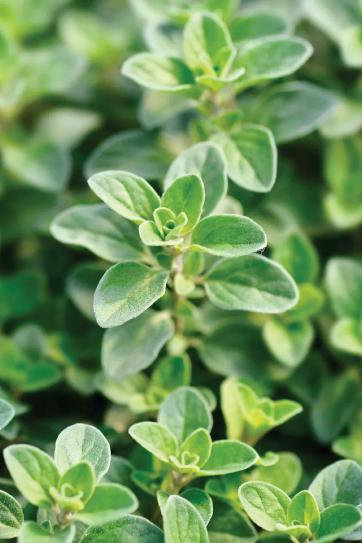 ORGANIC SWEET MARJORAM SEEDLING <br>شتلات المردقوش العضوية