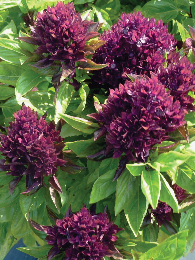 ORGANIC CARDINAL BASIL SEEDLING <BR>شتلات ريحان الكاردينال العضوي