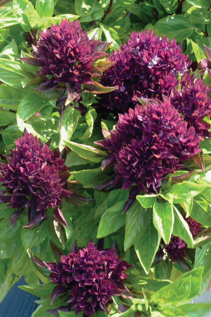 ORGANIC CARDINAL BASIL SEEDLING <BR>شتلات ريحان الكاردينال العضوي