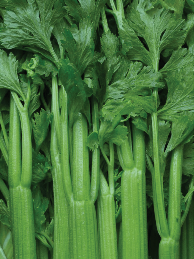 ORGANIC CELERY SEEDLING <br> شتلات الكرفس العضوية