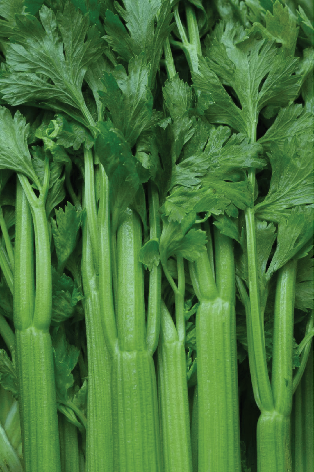CELERY SEEDS <br>بذور الكرفس