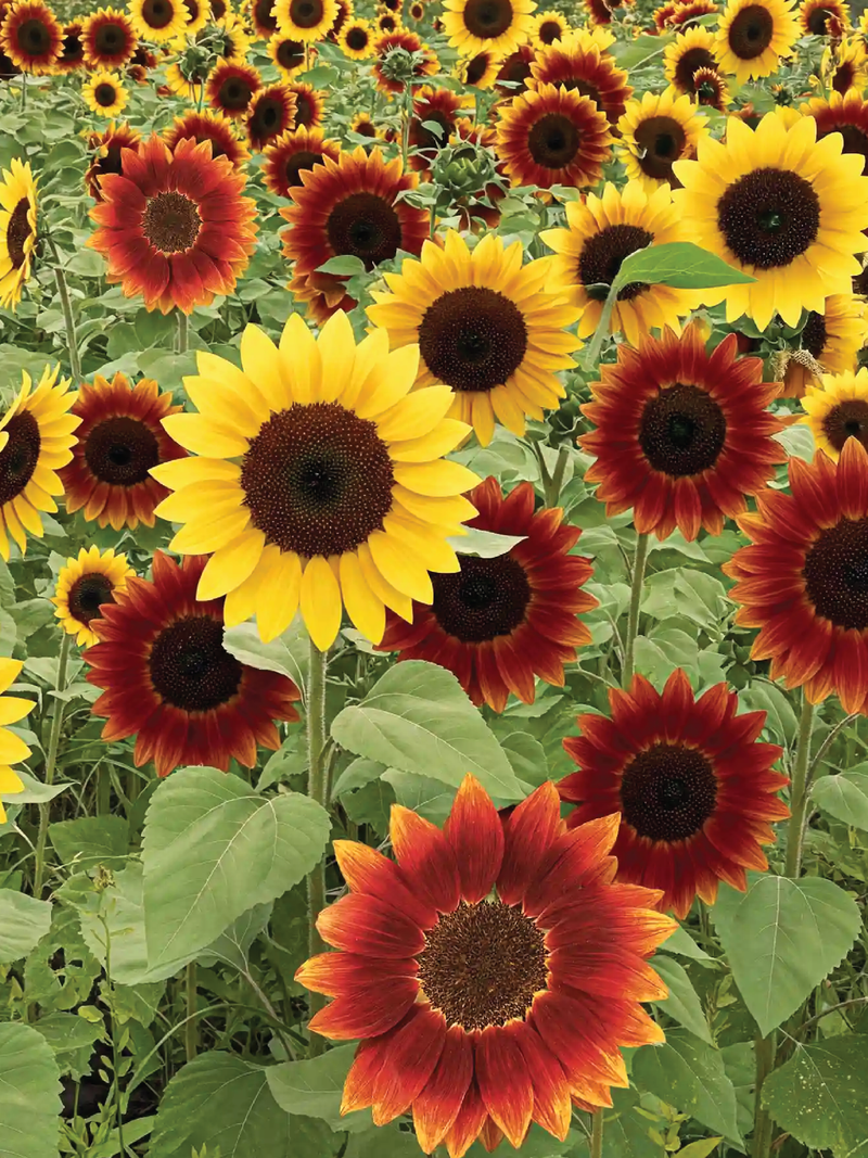 MIX SUNFLOWER SEEDLING <br> شتلات دوار الشمس المتنوعة