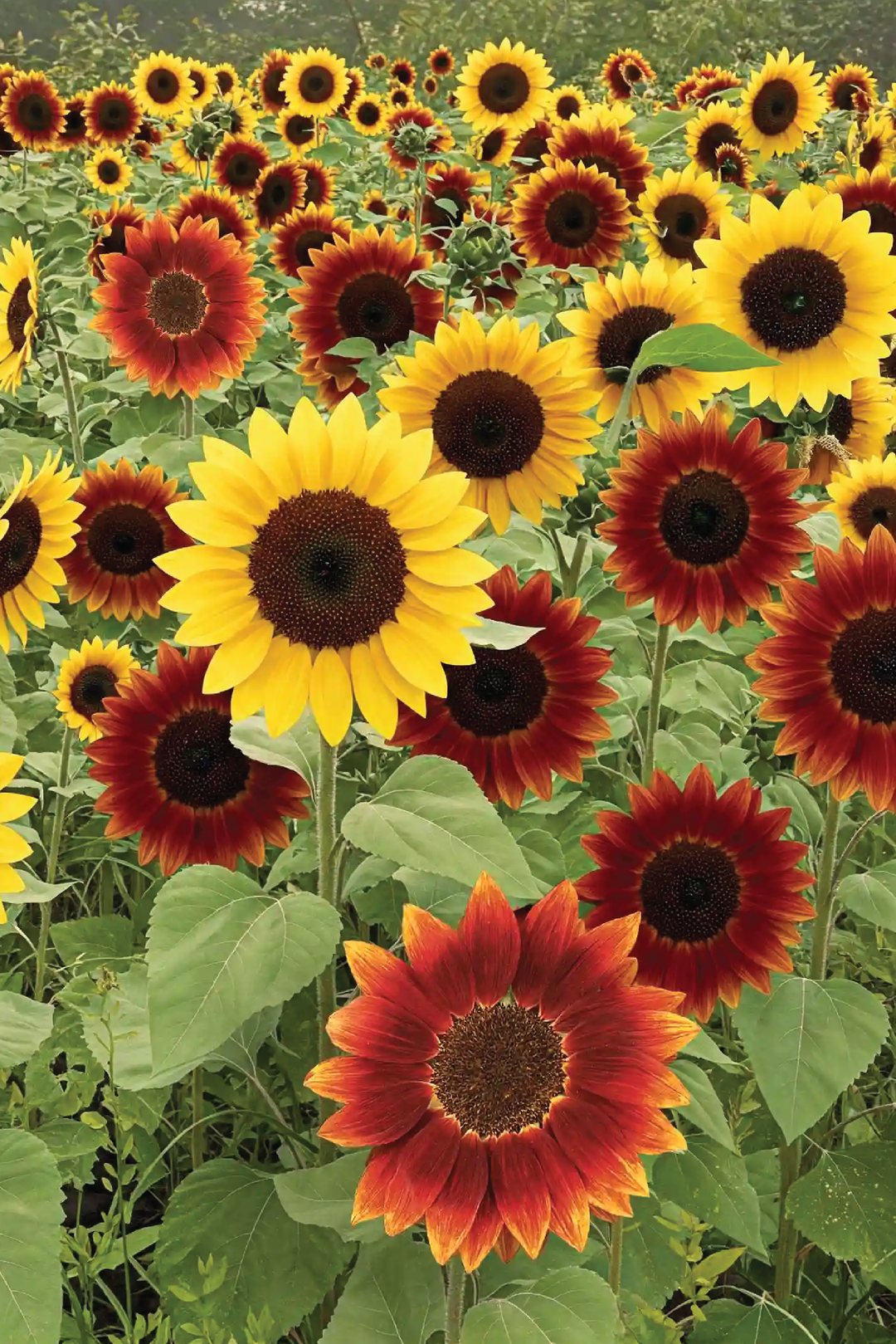 MIX SUNFLOWER SEEDLING <br> شتلات دوار الشمس المتنوعة
