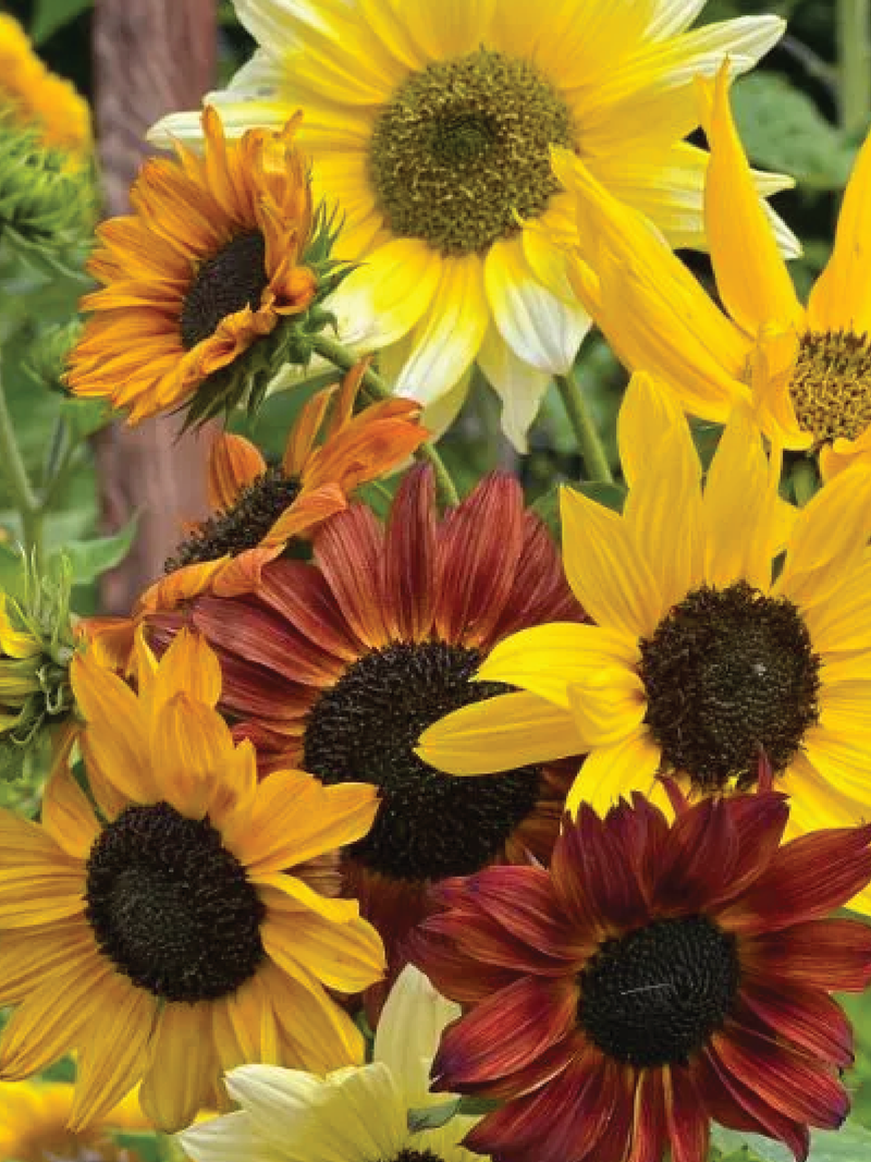 MIX SUNFLOWER SEEDLING <br> شتلات دوار الشمس المتنوعة