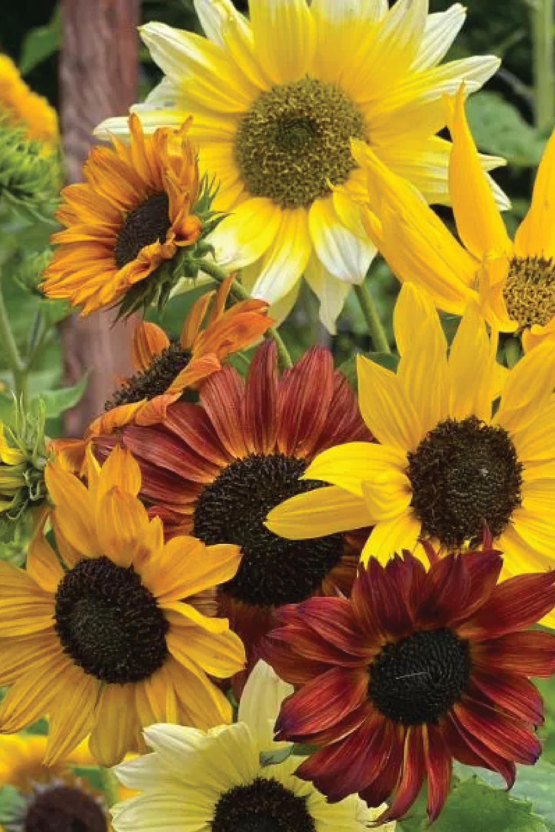 MIX SUNFLOWER SEEDLING <br> شتلات دوار الشمس المتنوعة