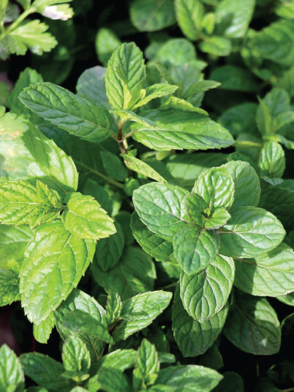 SPEARMINT SEEDS <br> بذور النعناع سبيرمنت