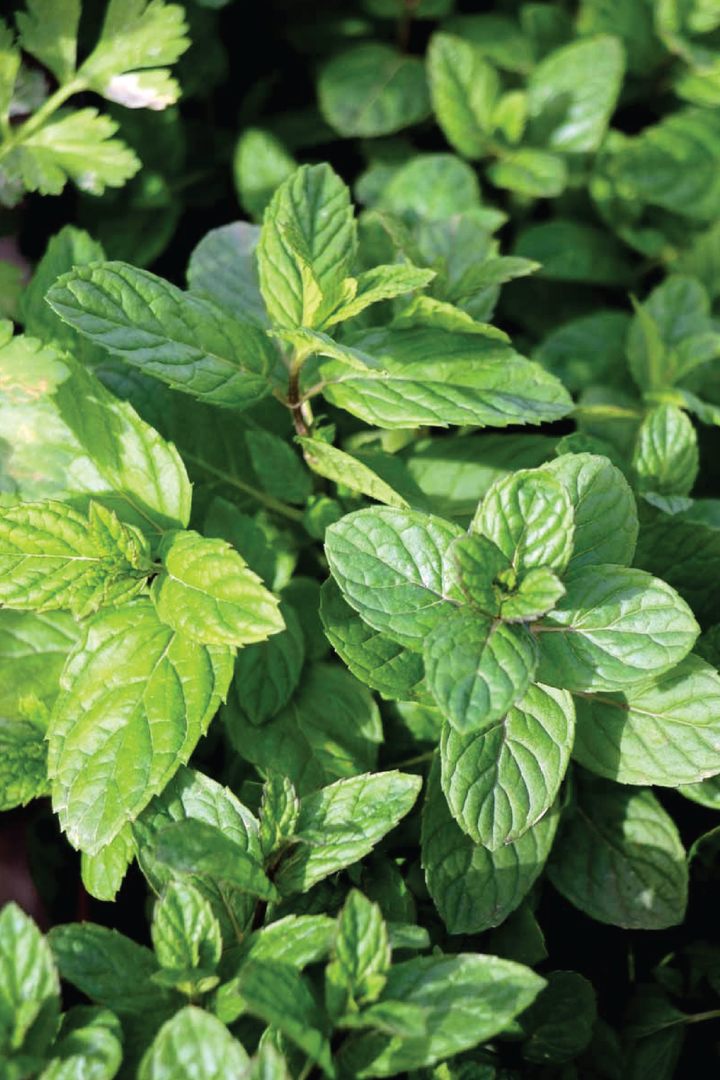SPEARMINT SEEDS <br> بذور النعناع سبيرمنت