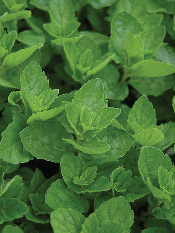 SPEARMINT SEEDS <br> بذور النعناع سبيرمنت