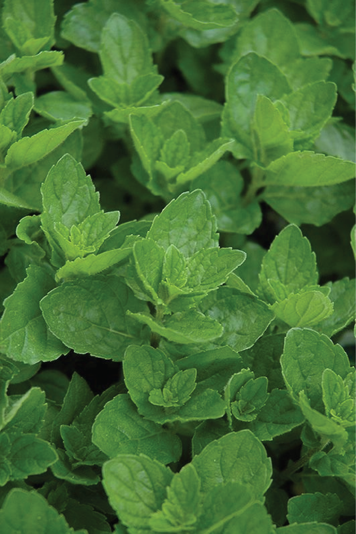 SPEARMINT SEEDS <br> بذور النعناع سبيرمنت