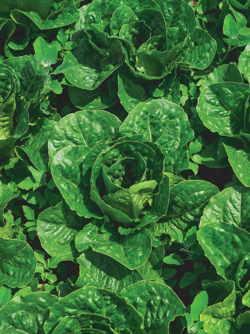 ORGANIC PARIS LETTUCE SEEDLING <br> شتلات الخس الباريسي العضوية