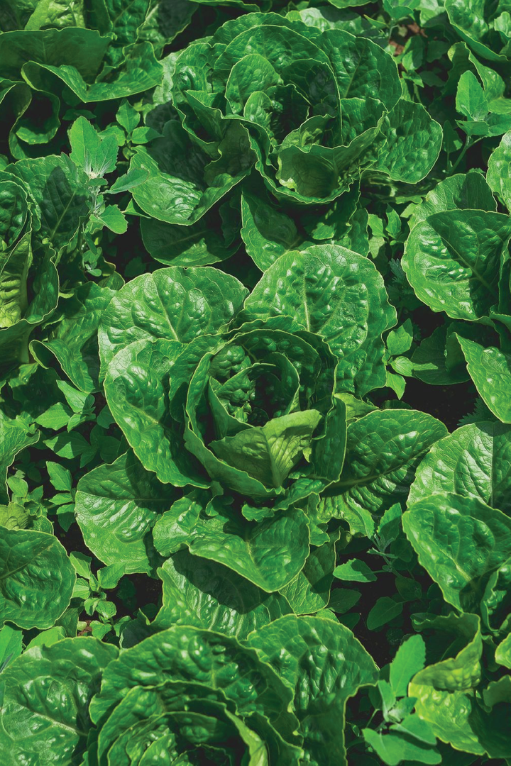 ORGANIC PARIS LETTUCE SEEDLING