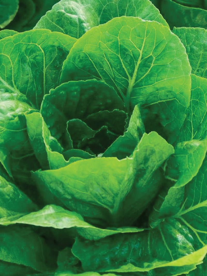 ORGANIC PARIS LETTUCE SEEDLING <br> شتلات الخس الباريسي العضوية